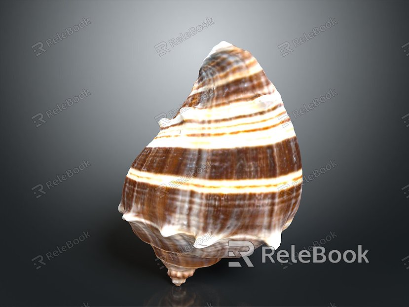 conch bone snail snail field snail shellfish marine animal fish freshwater fish marine fish animal model