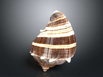 conch bone snail field snail shellfish marine animal fish freshwater fish marine fish animal 3d model