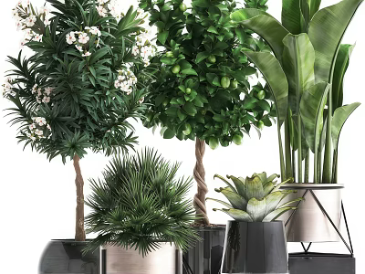 Various Potted Plants With Green Leaves White Flowers And Modern Metal Black Pots 3d model