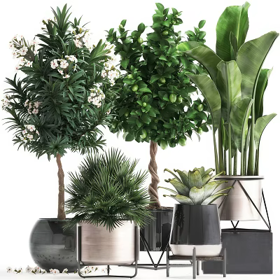 Various Potted Plants With Green Leaves White Flowers And Modern Metal Black Pots 3d model