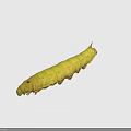 Detailed View of Yellow Caterpillar with Green Spots on Black Background