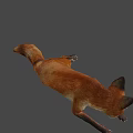Realistic 3D Model of a Brown Fox Lying Down on Gray Background