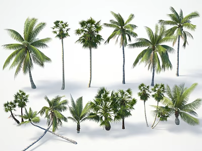 Various Types Of Lush Palm Trees With Green Fronds And Tall Natural Trunks 3d model
