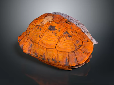 Reptile Turtle Shell Featuring Orange Brown Patterned Texture on Dark Background 3d model