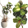 Lush Foliage Garden Ornament Potted Plant With Green Leaves Red Tips And Visible Roots