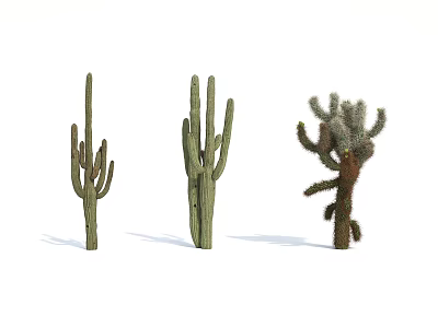 Cactus Bonsai Plants With Three Different Shapes For Indoor Decoration 3d model
