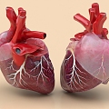 Heart organ planing anatomy medical biology ornaments 3d model