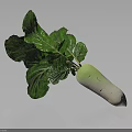 Fresh Turnip With Green Leaves And White Green Root On Black Background