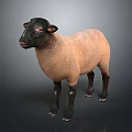 Realistic Standing Sheep With Black Head And Light Brown Body On Gray Background