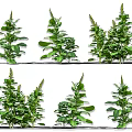 Multiple Vibrant Green Crop Plants With Healthy Leaves In Growth Stage