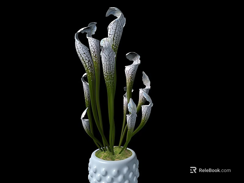 Bonsai Potted Plant With White Vase And Green Moss White Green Striped Flowers 3d model 