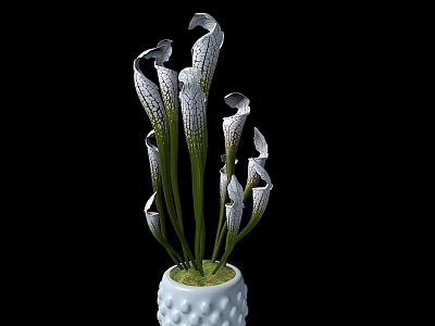 Bonsai Potted Plant With White Vase And Green Moss White Green Striped Flowers 3d model