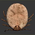 Engorged Light Brown Tick With Swollen Body And Long Legs On Gray Background
