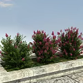 Flowering Shrubs With Pink Flowers In Stone Planter Under Blue Sky White Clouds