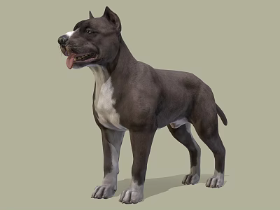 Modern Dog Bulldog 3d model Modern Dog Bulldog 3d model