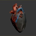 Heart Heart Human Heart Heart Anatomical Organs Human Organs Human Body 3d model