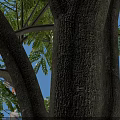 Large Shade Tree in Paved Square with Street Lamp and Person Standing