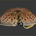Fresh Brown Striped Spotted Crab Close Up View On Black Background 3d model