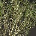 Two Leafy Trees With Green Foliage And Person Standing By Circular Bases