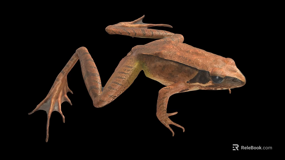 Brown Frog With Detailed Body Structure Legs And Webbed Feet On Black Background Close-Up View 3d model 