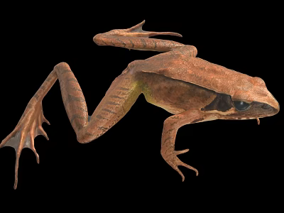 Brown Frog With Detailed Body Structure Legs And Webbed Feet On Black Background Close-Up View 3d model