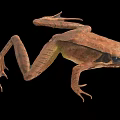 Brown Frog With Detailed Body Structure Legs And Webbed Feet On Black Background Close-Up View