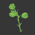 Natural Dried Plant Branch With Textured Cracked Seed Pods On Dark Background