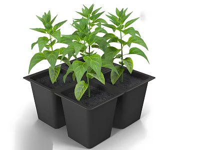 Pepper Seedling Leaf Seedling Plant Green Leaf Vegetable Pot Culture Pot Seedling 3d model