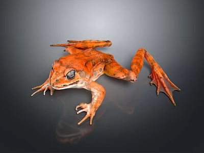 Vibrant Orange Reptile With Large Eyes Extended Limbs On Dark Reflective Background 3d model
