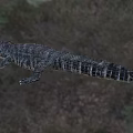 Large Aquatic Crocodile With Open Mouth And Scaly Skin In Natural Wetland Habitat