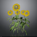 Bright Yellow Sunflowers With Green Stems And Leaves On Gray Background
