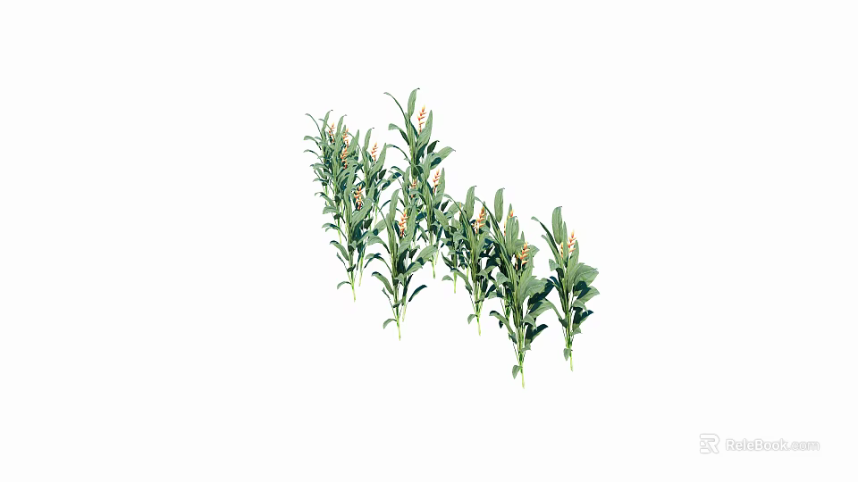 Fresh Green Plants with Long Leaves and Vibrant Yellow Flowers on White Background 3d model 