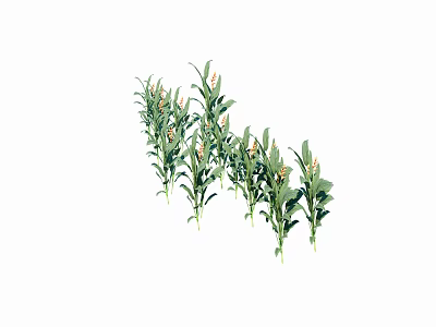 Fresh Green Plants with Long Leaves and Vibrant Yellow Flowers on White Background 3d model