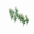 Fresh Green Plants with Long Leaves and Vibrant Yellow Flowers on White Background