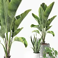 Various Potted Green Plants With Lush Foliage In Ceramic And Concrete Planters