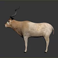 Antelope With Curved Horns Light Brown And White Coat Standing On Dark Background Showing Reflection