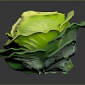 Fresh Cabbage With Vibrant Green Leaves And Crisp Texture On Dark Background