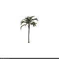 Tall Arbor With Lush Green Foliage And Straight Trunk In Natural Landscape