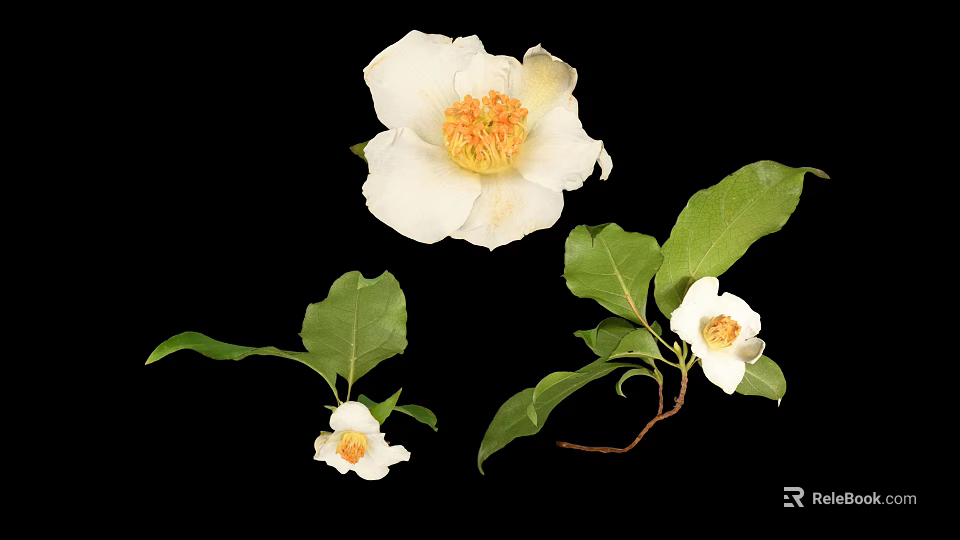 White Camellia Flowers with Large White Petals Yellow Stamens and Green Leaves on Black Background 3d model 