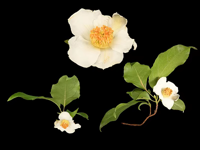 White Camellia Flowers with Large White Petals Yellow Stamens and Green Leaves on Black Background 3d model