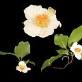 White Camellia Flowers with Large White Petals Yellow Stamens and Green Leaves on Black Background