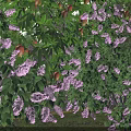 Flowering Tree With Purple Blossoms Green Leaves In Misty Morning Atmosphere