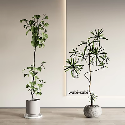 Wabi Sabi Bonsai Plants With Different Leaf Shapes In Indoor Home Decor 3d model