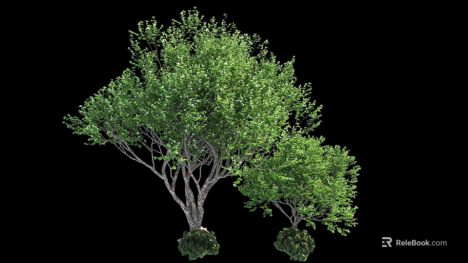 Arbor With Lush Green Leaves Dense Branches And Sturdy Trunk 3d model 