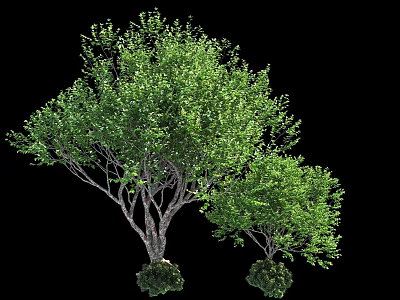Arbor With Lush Green Leaves Dense Branches And Sturdy Trunk 3d model