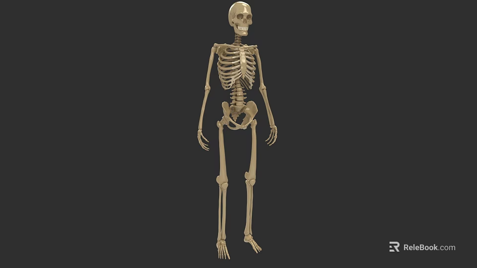 Realistic Anatomical Human Skeleton 3D Rendered Model With Detailed Bone Structure 3d model 