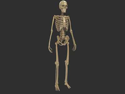 Realistic Anatomical Human Skeleton 3D Rendered Model With Detailed Bone Structure 3d model