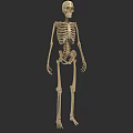 Realistic Anatomical Human Skeleton 3D Rendered Model With Detailed Bone Structure 3d model