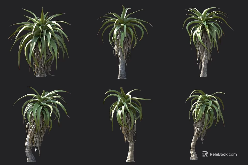 Exotic Succulent Plants With Long Green Leaves And Thick Stems In Group Arrangement 3d model 