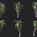 Exotic Succulent Plants With Long Green Leaves And Thick Stems In Group Arrangement